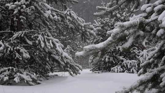 大雪压青松视频素材模板下载