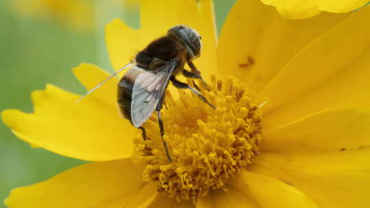 春天金鸡菊花朵蜜蜂采蜜蚜蜂视频素材模板下载