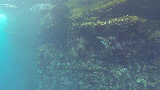 企鹅追逐鱼类的水下镜头视频素材模板下载