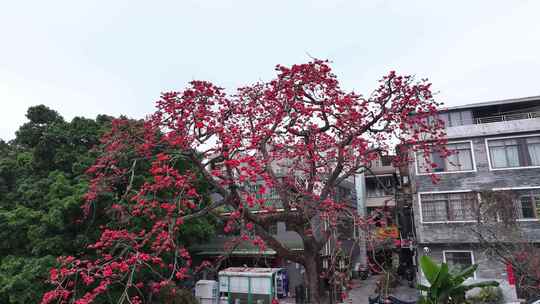 中国广东省广州市海珠区黄埔村木棉花