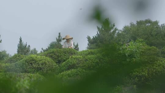 生态茶采摘