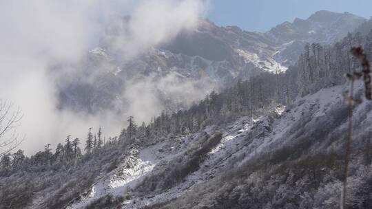 雪山海螺沟