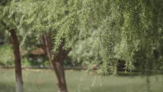 松树自然森林树木环境空镜运镜特写