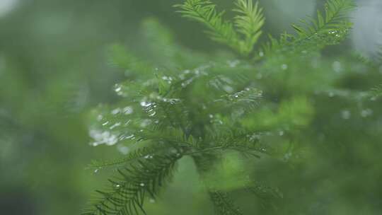 雨天绿色森林