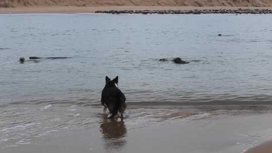 灰海豹接近海滩面对牧羊犬