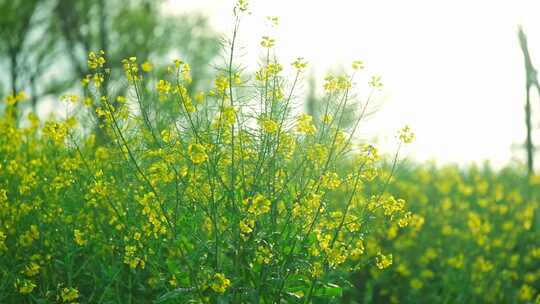 雨后油菜花