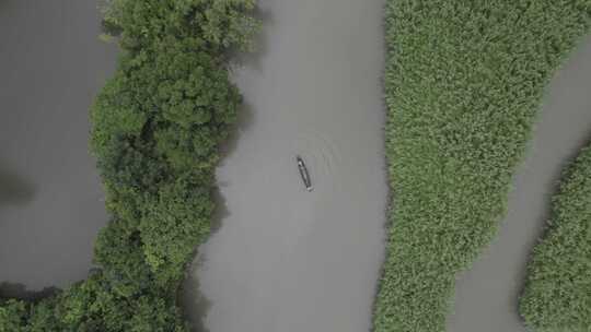 浙江杭州西溪湿地渔民乘船撒网捕鱼航拍