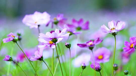 格桑花合集 格桑花海 野花盛开 格桑花升格