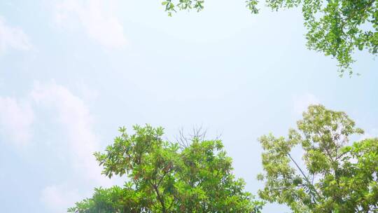 风景空境 | 树荫树叶天空蓝天白云转场