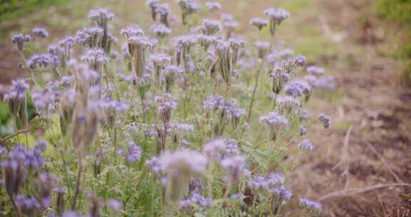 家庭花园中盛开的Phacelia