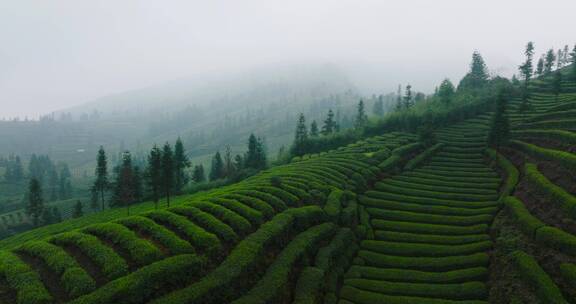 春天茶山美丽风景航拍风光