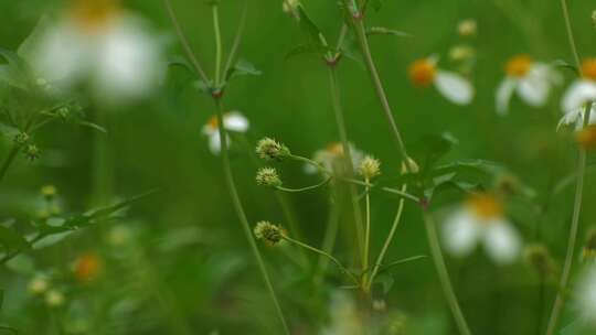 野外花草特写