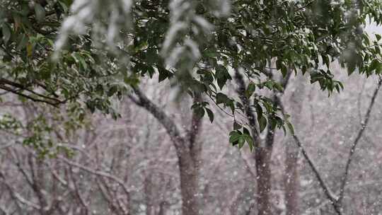 寒冷冬天公园里大雪中的树木空境升格