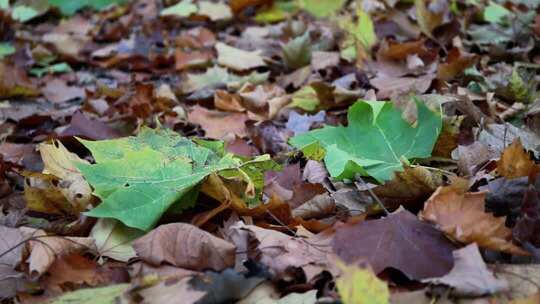地面上散落的秋天树叶