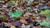 地面上散落的秋天树叶高清在线视频素材下载