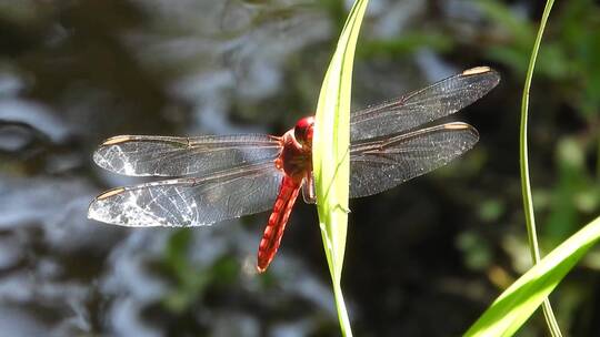 红蜻蜓栖息在绿叶上