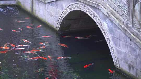 水池中游动的锦鲤鱼群