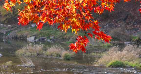 秋天河边的枫树红了