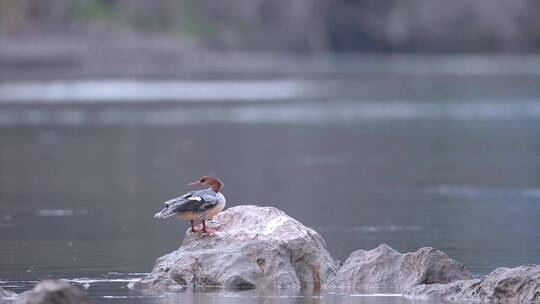 中华秋沙鸭雌鸟视频