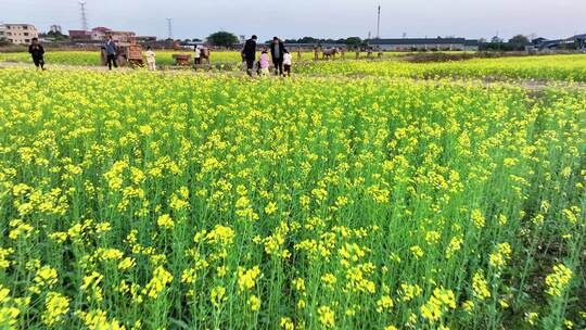 佛山三水白坭油菜花田航拍素材