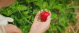 草莓园采摘草莓素材【4K】高清在线视频素材下载