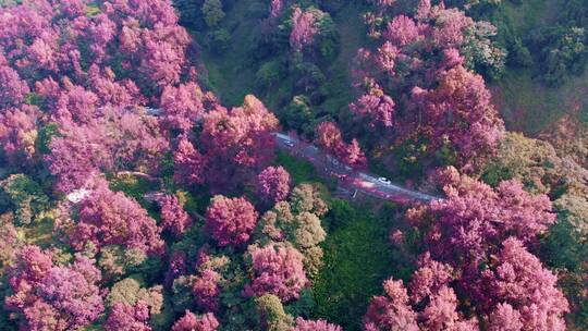广州从化石门森林公园航拍红枫公路
