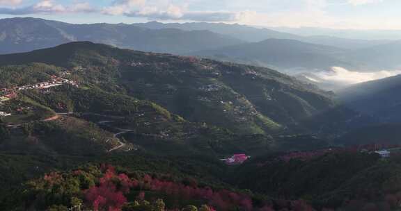 冬日大理无量山樱花谷日出云海茶园