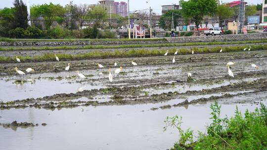 春耕耕田