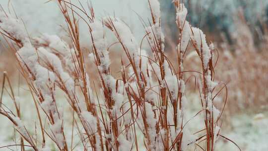 寒冷的冬天下雪