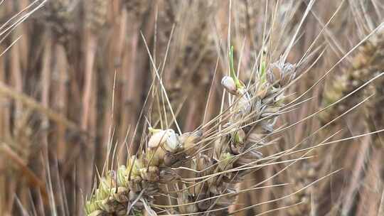 农田里发芽的小麦