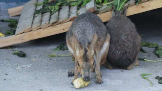 郴州东湖动物园袋鼠吃东西