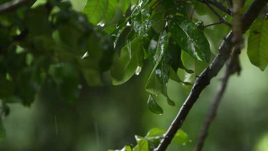 雨落在植物叶子上