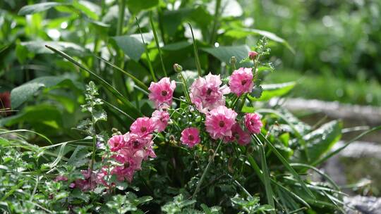 花园花房鲜花花卉特写