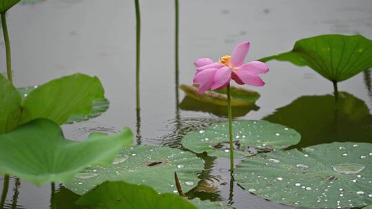 夏天实拍高清素材荷花雨荷