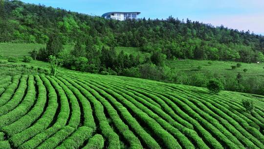 晴天茶园茶海茶山航拍