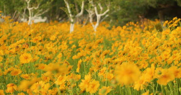 夏日阳光穿透花草手拂花朵