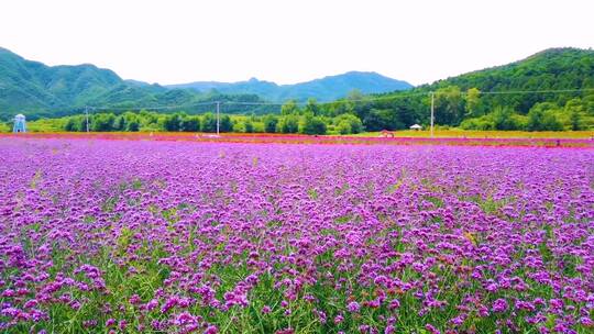 田园薰衣草