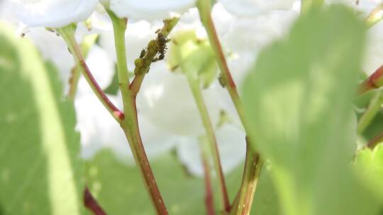 蚂蚁吸食蚜虫蜜汁与分工转运协作