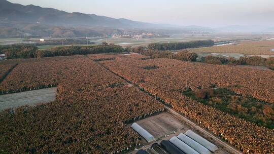 云南旅游风光德宏芒市遮放甘蔗种植基地