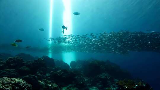 4k阳光透过海面大海里的鱼群海洋生物