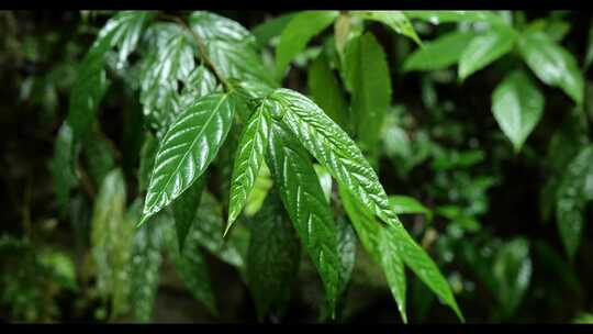 雨天雨水落在植物叶子上特写