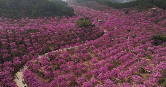 广东冬季最大面积紫花风铃花盛开航拍视频