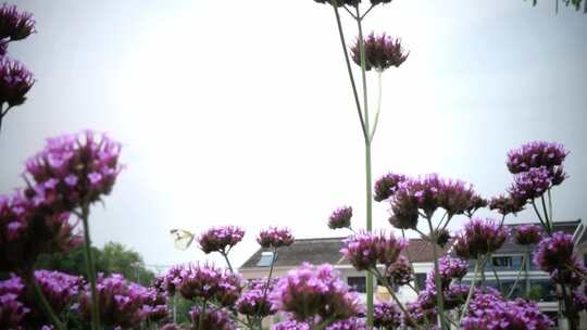 蜜蜂在紫色花朵上采蜜飞舞 