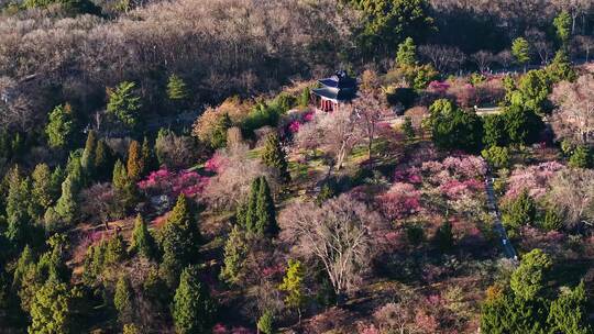 航拍南京明孝陵梅花山漫山遍野梅花盛开