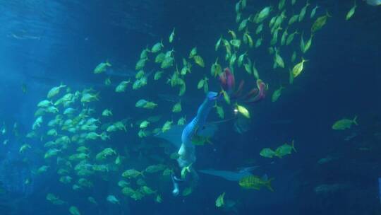 潜水员水下表演美人鱼海底