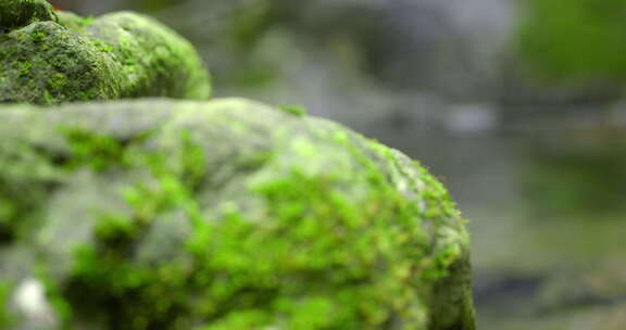 大自然 山野 小溪 苔藓