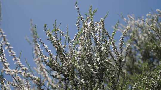 新西兰Manuka麦卢卡花丛 蜜蜂在花上采蜜