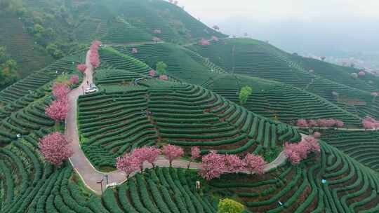 杭州富阳茶山晚樱航拍7