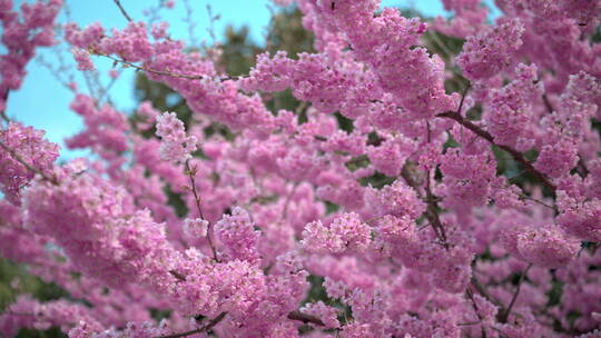 8K重庆南山植物园樱花视频素材模板下载