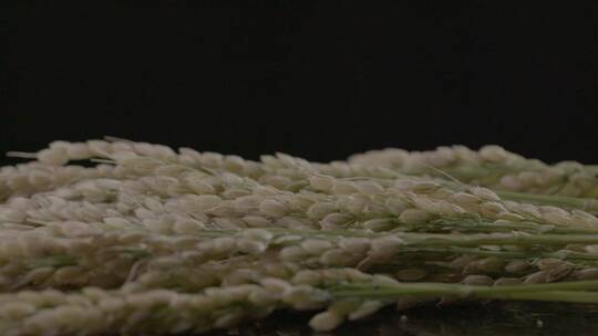 水稻稻米影棚旋转拍摄LOG视频素材